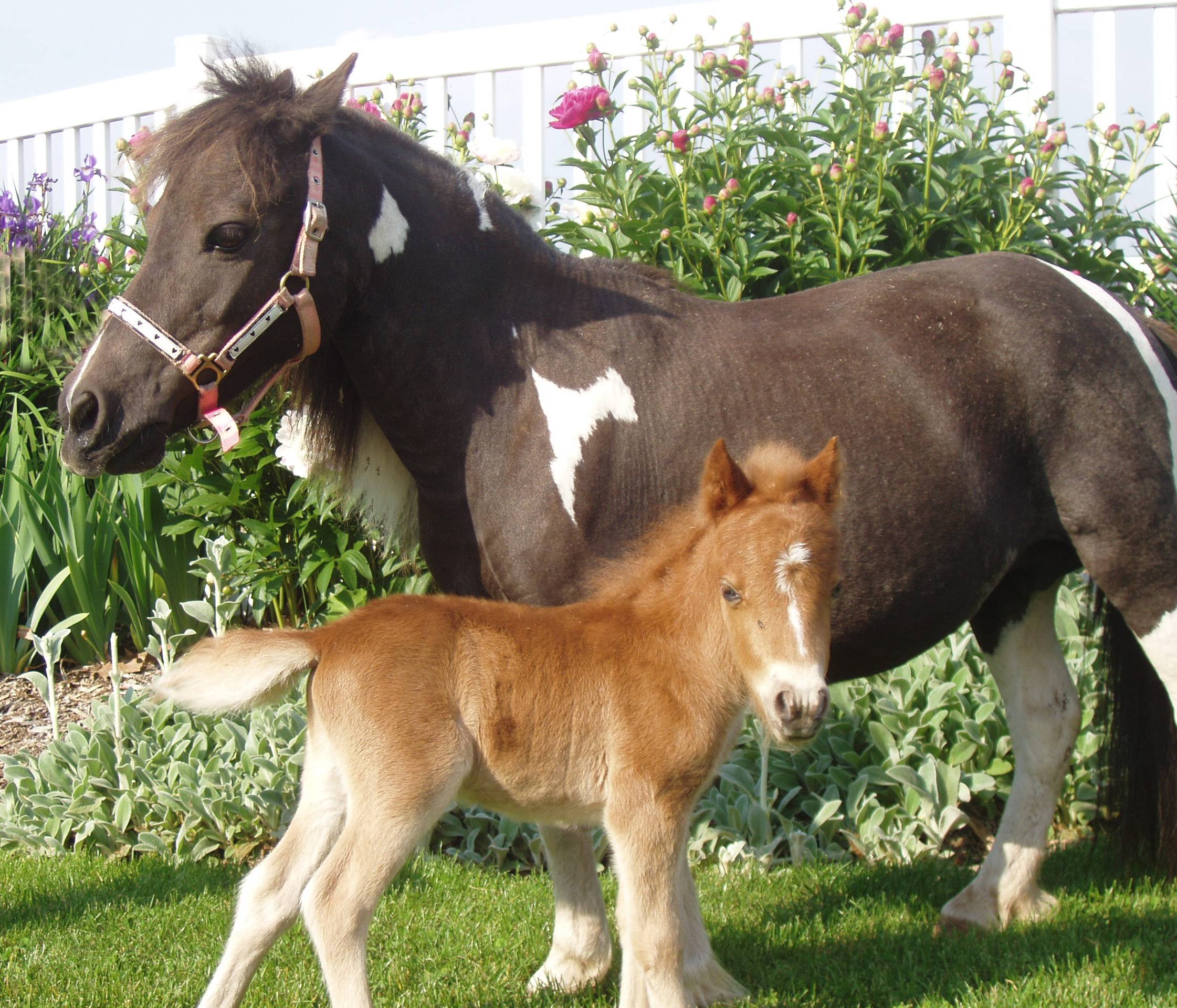 Such a sweetheart': Beacon Hill Children's Farm mourns loss of beloved  miniature horse