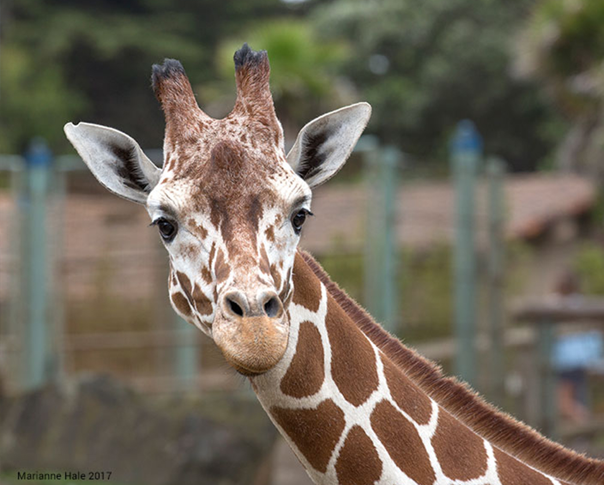 Deal: San Francisco Zoo & Gardens - Save Up To 22% | CertifiKID